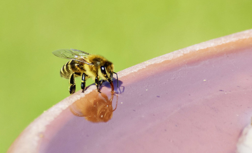 Conseils importants pour protéger les abeilles de la chaleur