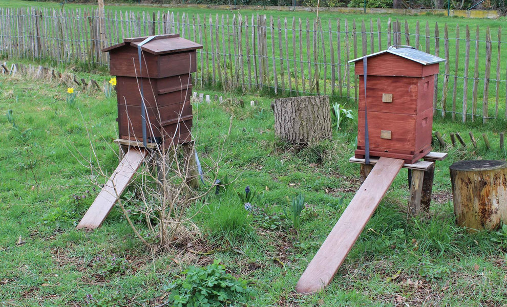 Nectarist rend visite à Lynn, apicultrice