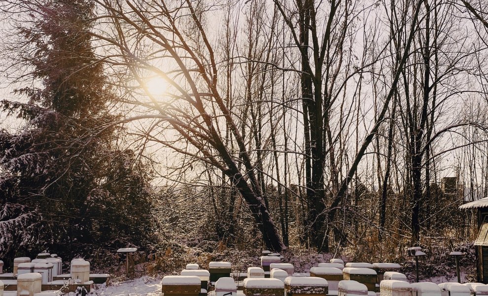 How do bees prepare for winter?