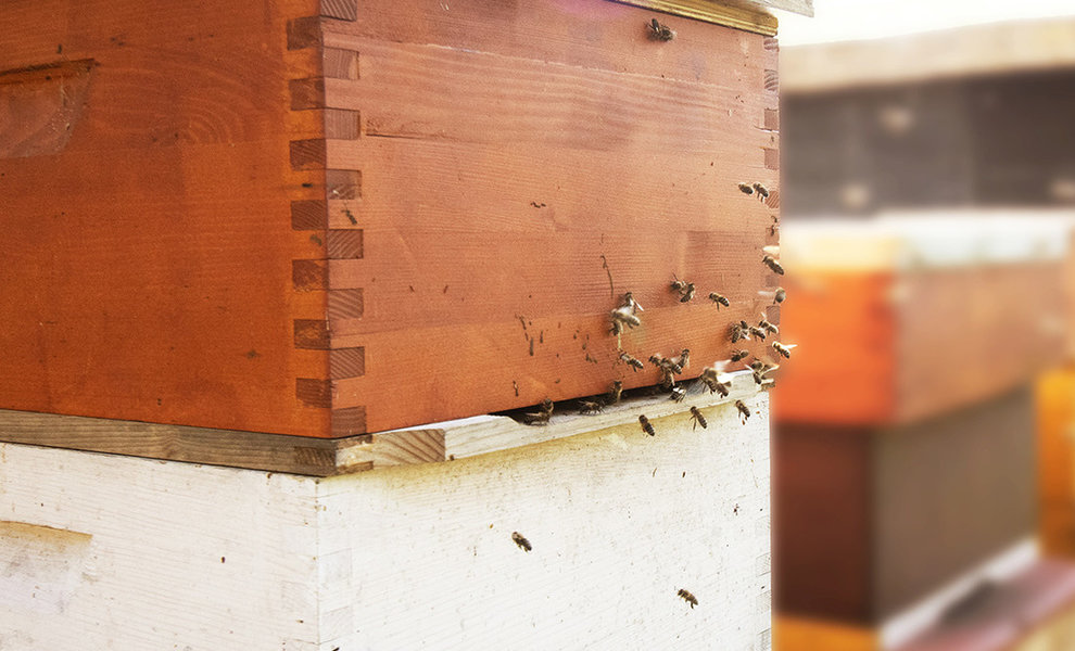 Should you paint your beehives? 