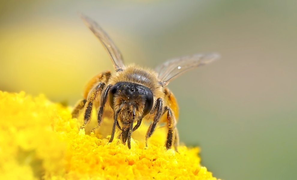 How to live bee friendly! 