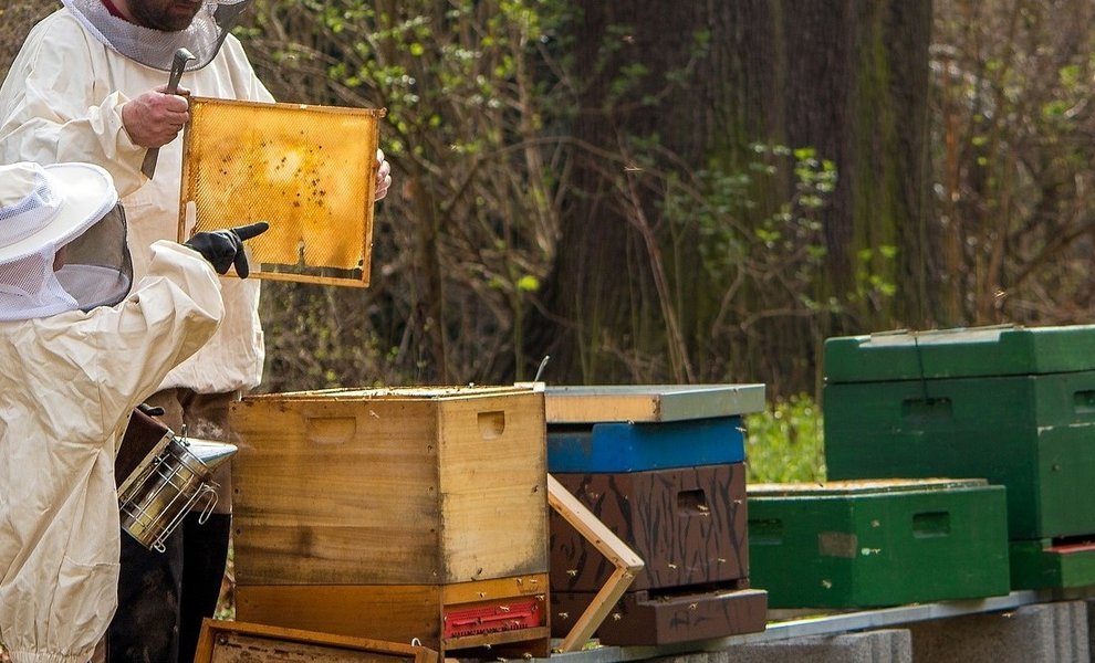 10 beekeeping tips for your garden
