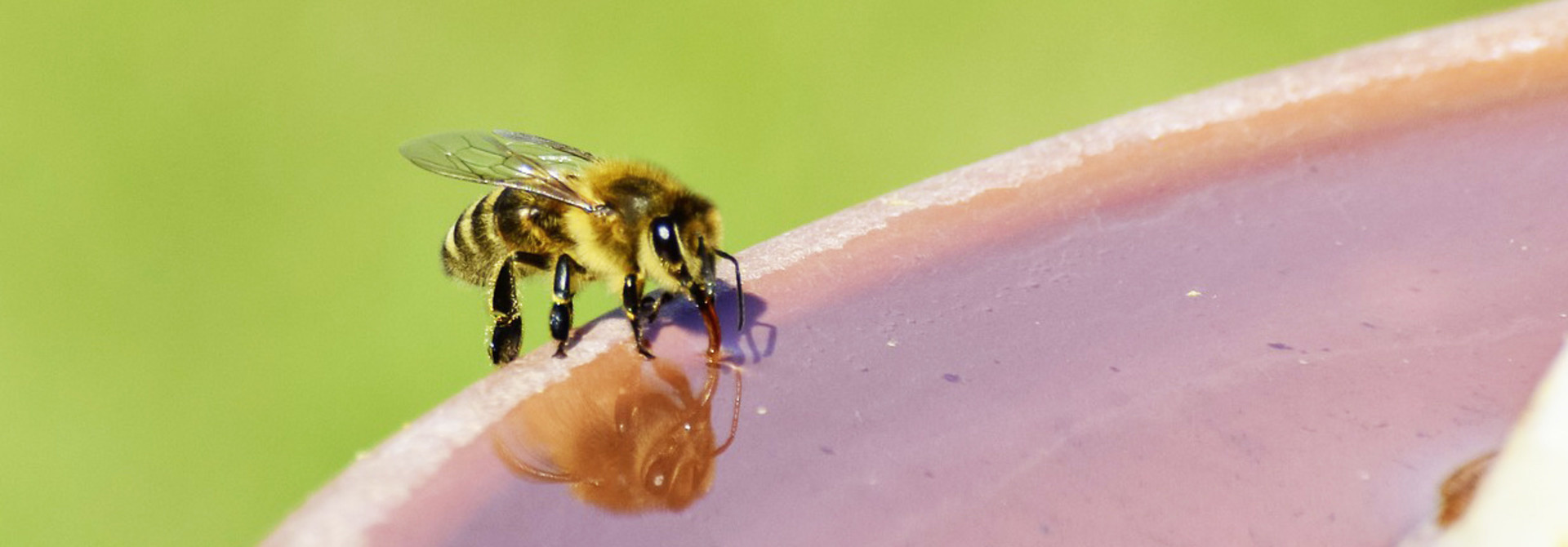 Bees also suffer from the heat: crucial tips for beekeepers and non-beekeepers!
