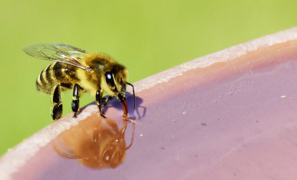  Bees also suffer from the heat: crucial tips for beekeepers and non-beekeepers! 