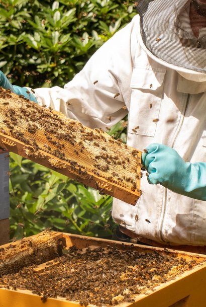 Become a beekeeper