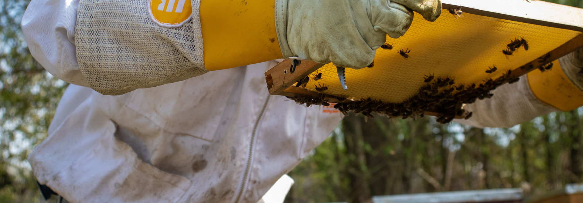 Bijensterfte tot 75%! Wat nu?