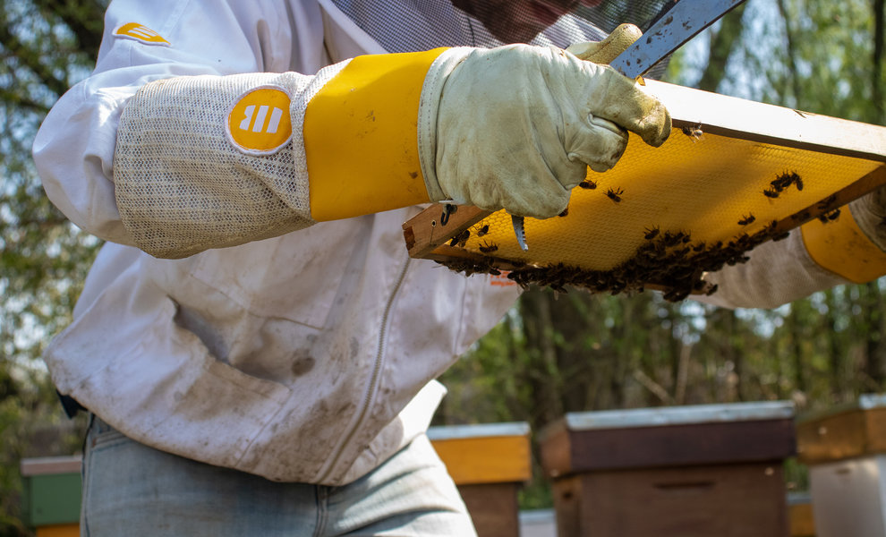 Bijensterfte tot 75%! Wat nu?