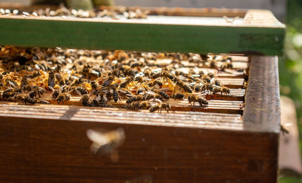 Overleven in de winter: Wat doen honingbijen als het koud wordt?