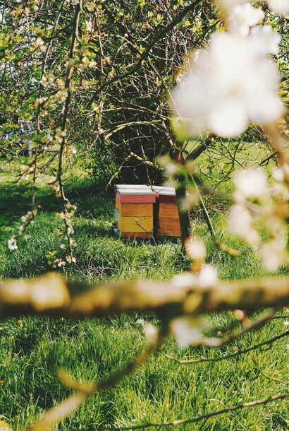 Nectarist Honingabonnement – 4 seizoensboxen per jaar