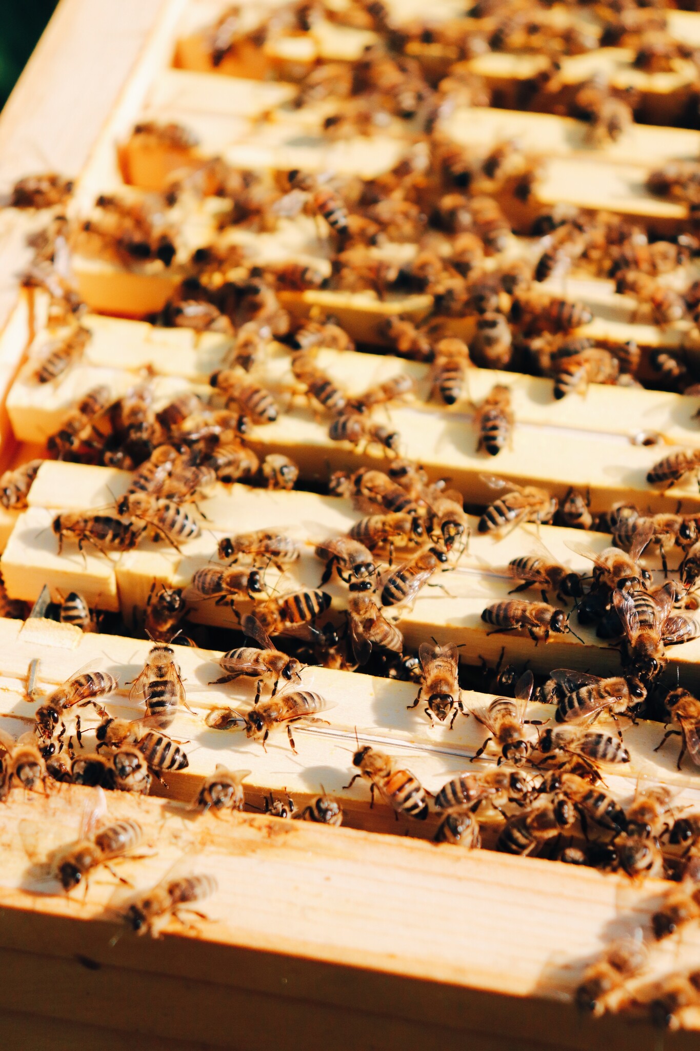 Winter Comfort Box-1