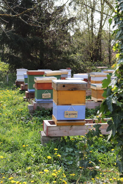 Adopt a Bee — Word nonkel of tante van een bijenkolonie!