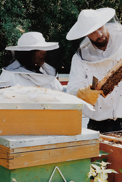 Adopt a Hive —Bedrijfssponsoring bijenkolonie