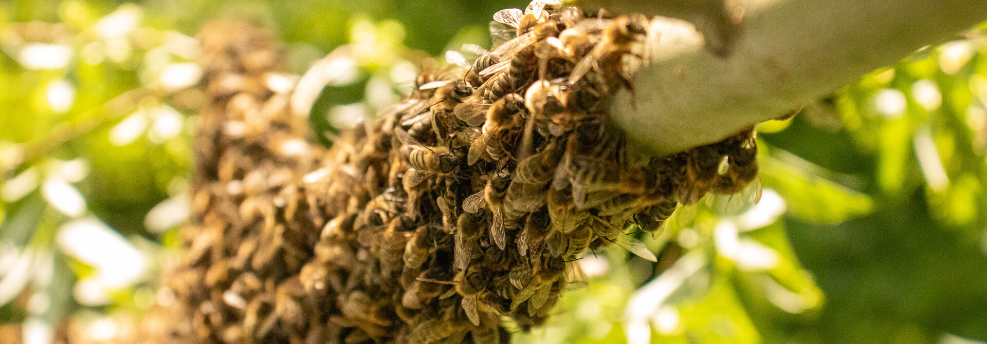 Verdringen honingbijen wilde bijen? Tijd voor nuance