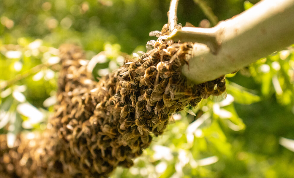 Verdringen honingbijen wilde bijen? Tijd voor nuance