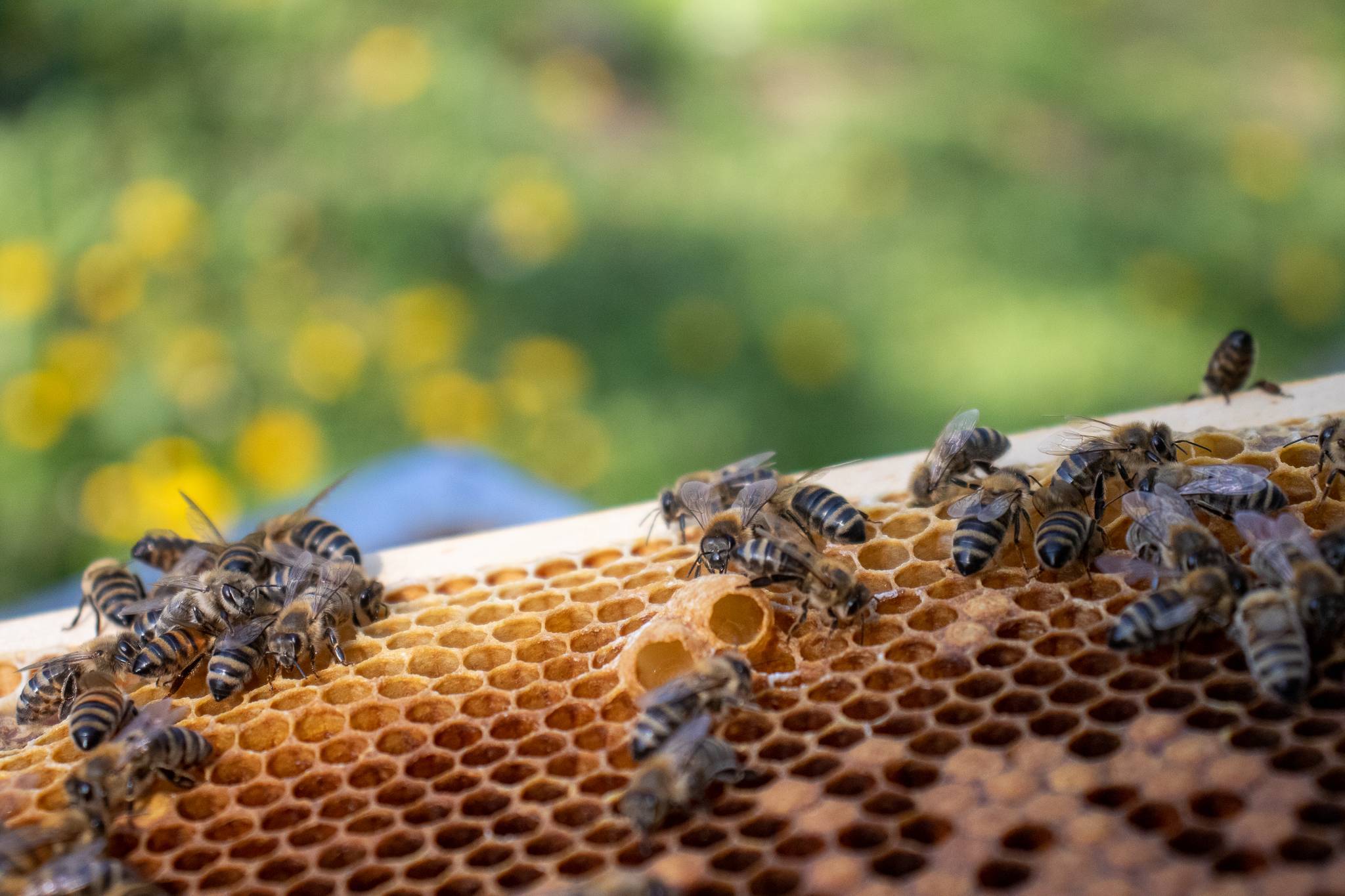 Ontdek pure Europese honing - gecureerd door Nectarist
