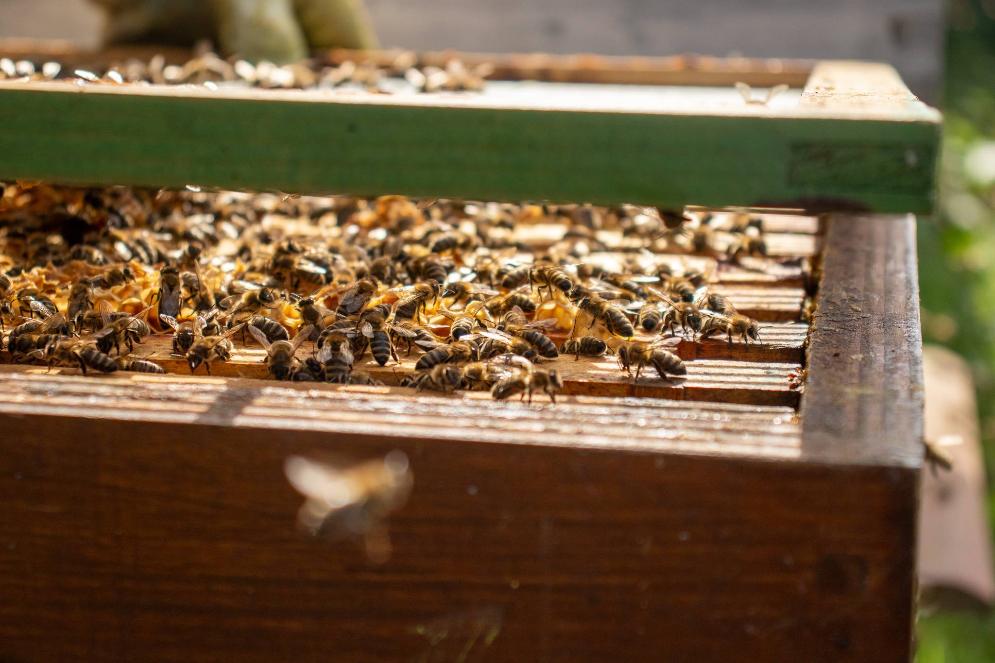 Natuurlijke kracht uit de bijenkast-1