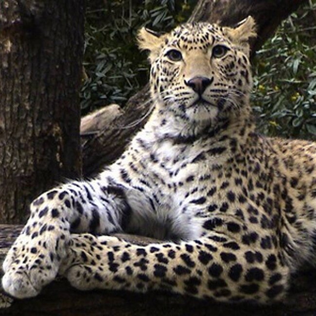 Nicole Olivier Pareo·BLASON·Panther·bruin