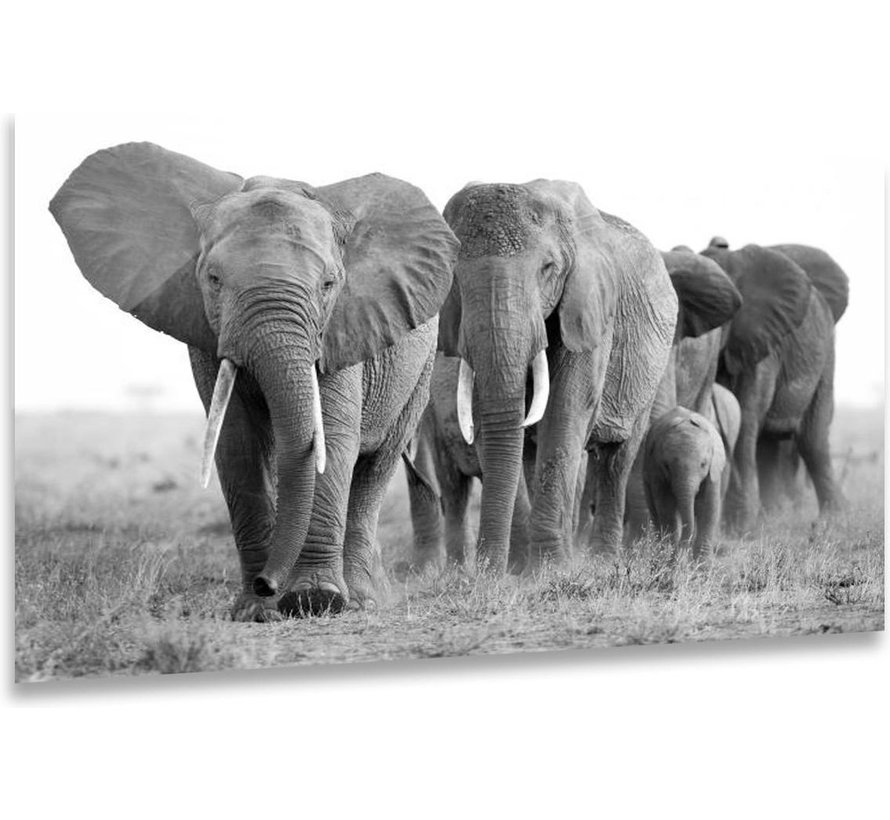 ter Halle® Glasschilderij 110 x 160 cm | Elephants black white