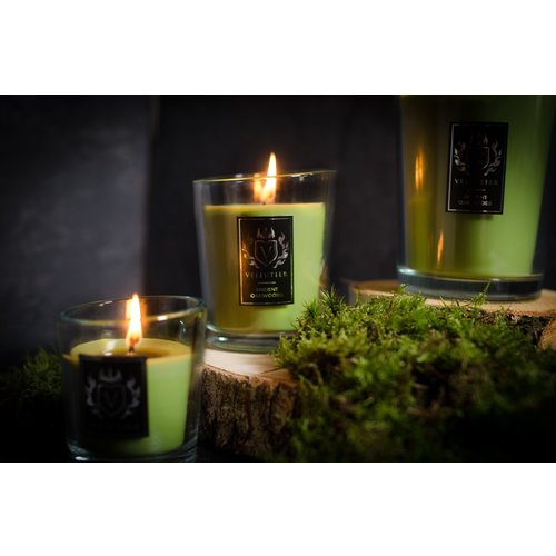 Vellutier Vellutier scented candle medium ancient oakwoods - 12 cm / Ø 9 cm