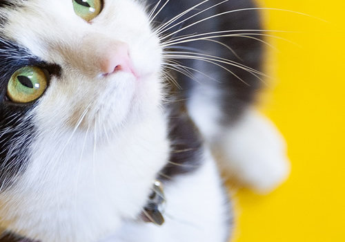 Zwierzęta Zwierzęta