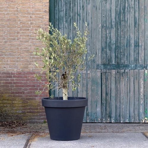 Zestaw 5 plastikowych doniczek antracytowych Ø78 cm - dwuścienne - wysokość 67 cm