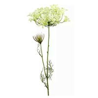 Heracleum sphondylium weiß - 70 cm