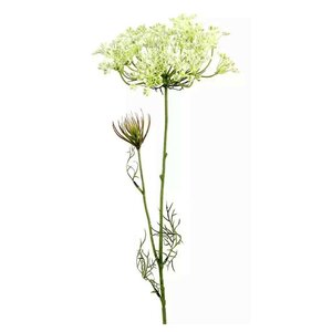 Countryfield Heracleum sphondylium blanc - 70 cm