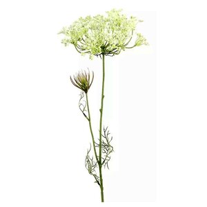Countryfield Heracleum sphondylium white - 70 cm