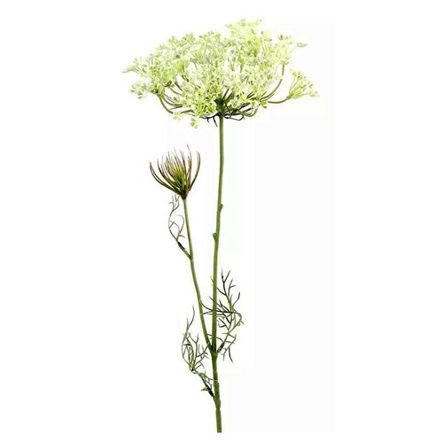 Countryfield Heracleum sphondylium weiß - 70 cm
