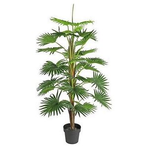 Countryfield Plant in pot Washingtonia Groen - 150 cm