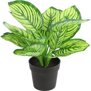 Countryfield Countryfield Künstliche Pflanze Calathea 15 x 28 cm - grün