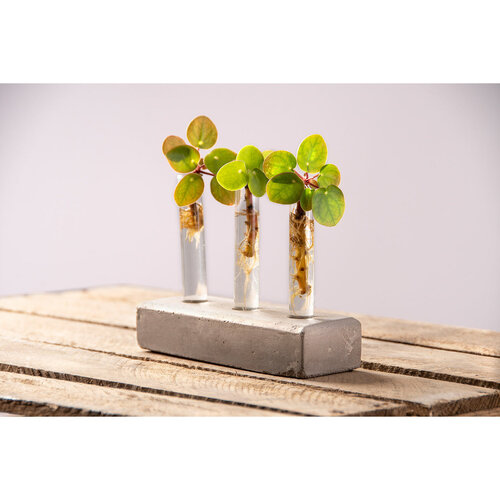 Plant holder concrete for 3 cuttings 12 x 5 x 12 cm