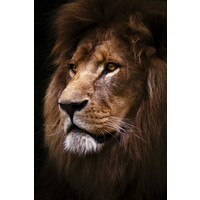 Peinture sur verre Tête de Lion 80 x 120 cm