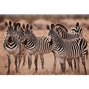 ter Halle Dipinto su vetro Mandria di zebre 120 x 80 cm ter Halle Dipinto su vetro Mandria di zebre 120 x 80 cm