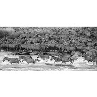 Glass painting zebras in water 160 x 80 cm