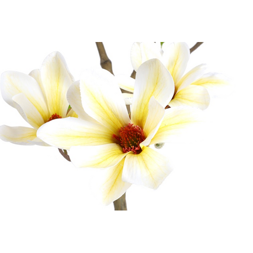 Countryfield Countryfield Kunstplant Magnolia – Wit – Ø50 cm – Hoogte 210 cm