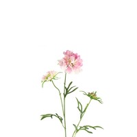 Countryfield Artificial Flower Scabiosa - Pink - 74 cm