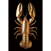 Ter Halle Glasmalerei Goldener Hummer - 80 x 120 cm