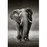 Ter Halle Glasmalerei „Schlendernder Elefant“ – 80 x 120 cm