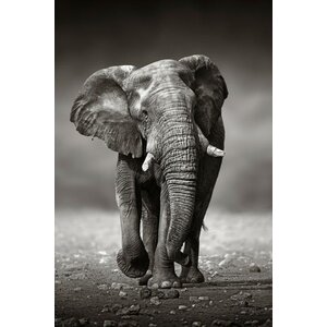 ter Halle Ter Halle Glass Painting Walking Elephant - 80 x 120 cm