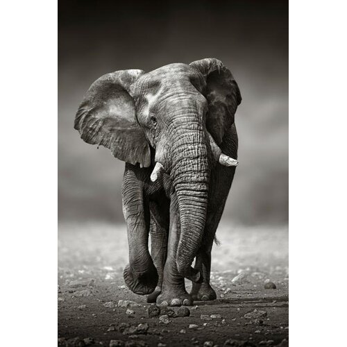 ter Halle Ter Halle Glasmalerei „Schlendernder Elefant“ – 80 x 120 cm