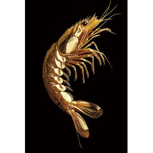 ter Halle Ter Halle Glass Painting Golden Shrimp - 80 x 120 cm