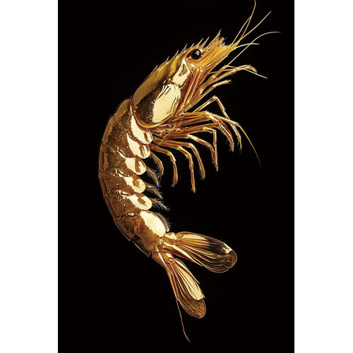ter Halle Ter Halle Glasmalerei Goldene Garnele - 80 x 120 cm