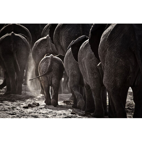 ter Halle Ter Halle Glasmalerei Familie Elefanten - 120 x 80 cm