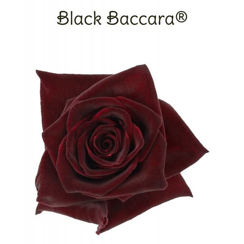 Rozen.nl Black Baccara Rozen.nl Black Baccara