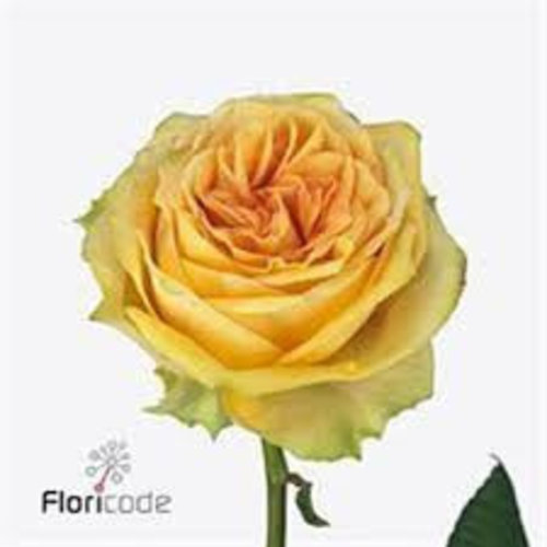 Rozen.nl Yellow Finess Rozen.nl Yellow Finess