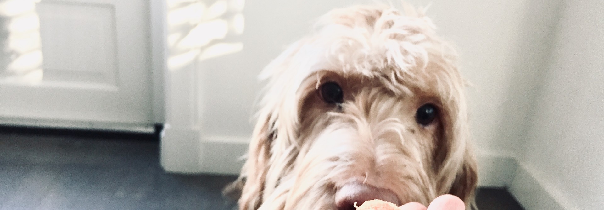 10 recepten voor heerlijke en gezonde honden koekjes