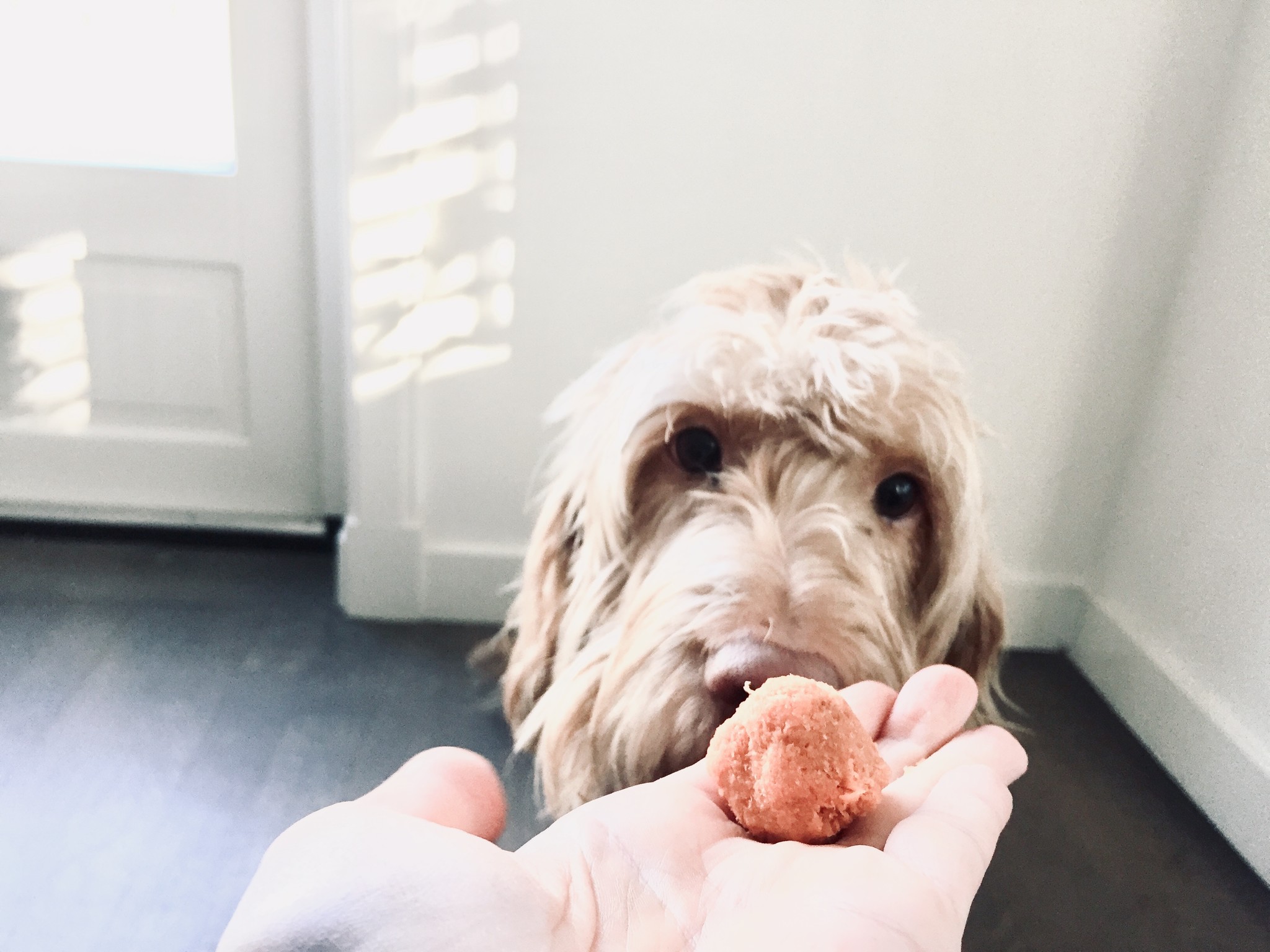 10 amazing dog treat recipes