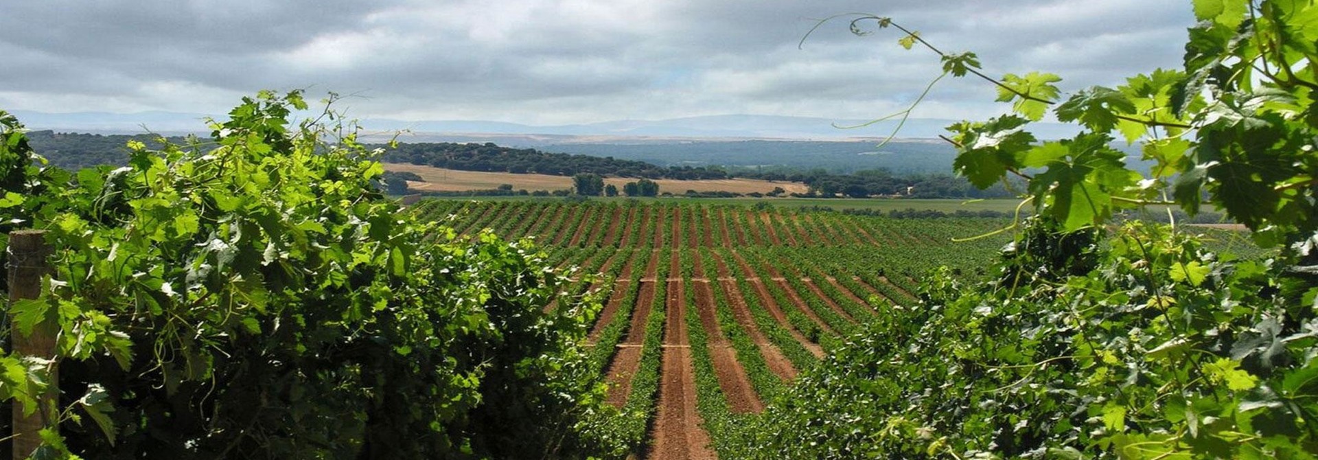 Ribeira del Duero