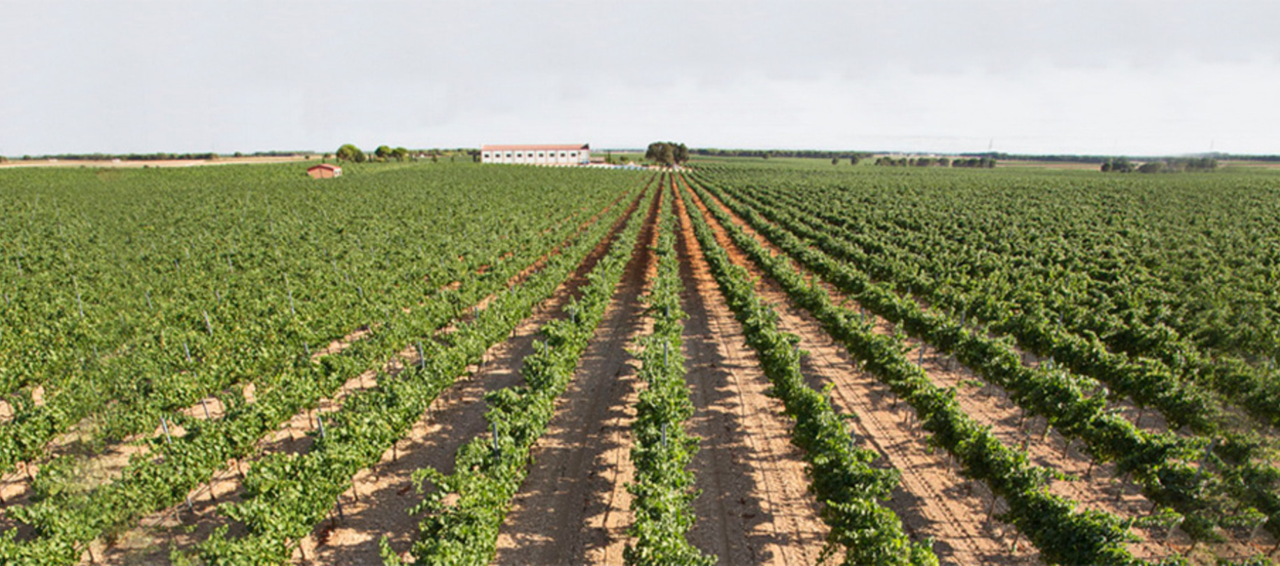Vino de la Tierra de Castilla
